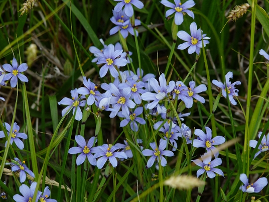 {Sisyrinchium mucronatum}